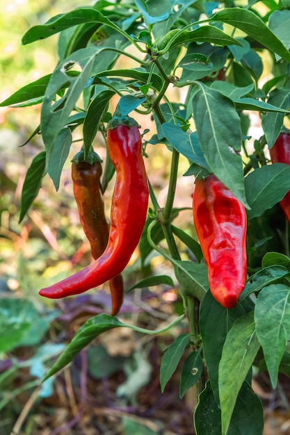 Pimentas maduras em um arbusto no jardim