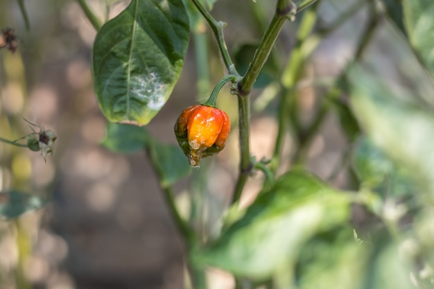 Pimentas maduras fecham-se na árvore