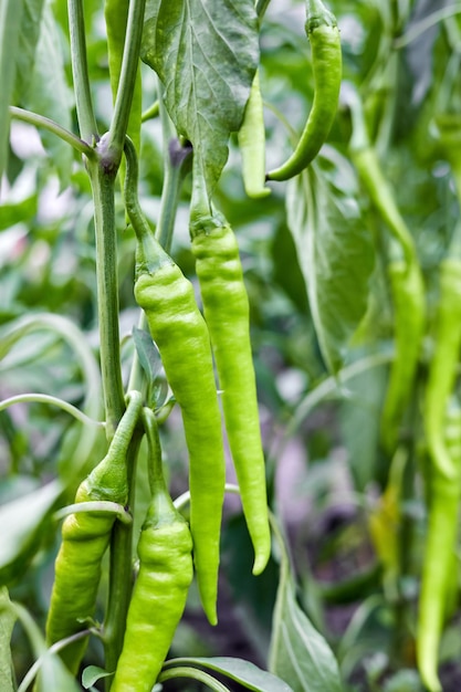 Pimentas verdes crescendo em arbustos na horta