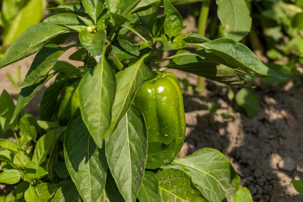 Pimentas verdes em um campo voador