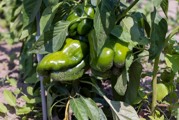 Pimentas verdes em um campo voador