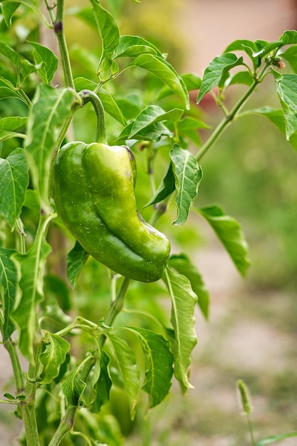 Pimentas verdes no pomar