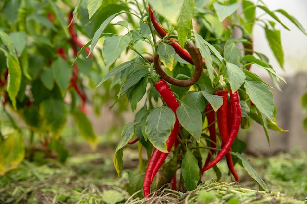 Pimentas vermelhas finas crescem em um arbusto em uma estufa.