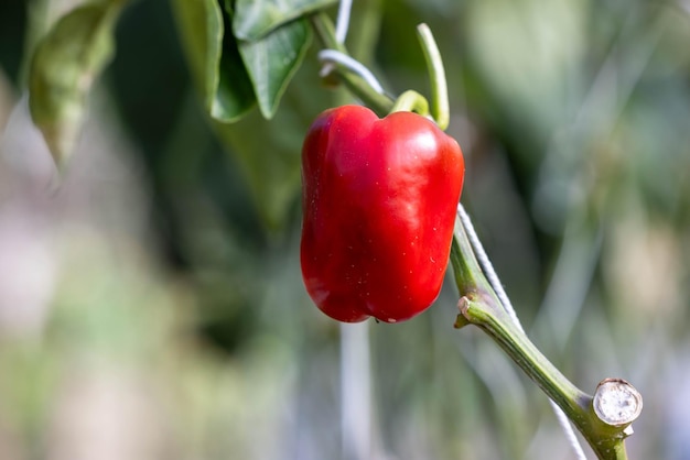 Pimentas vermelhas maduras de arbusto com folhas verdes em vegetais Pimentas doces vermelhas grandes maduras