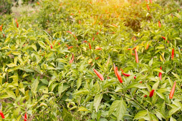 Pimentas vermelhas na horta orgânica