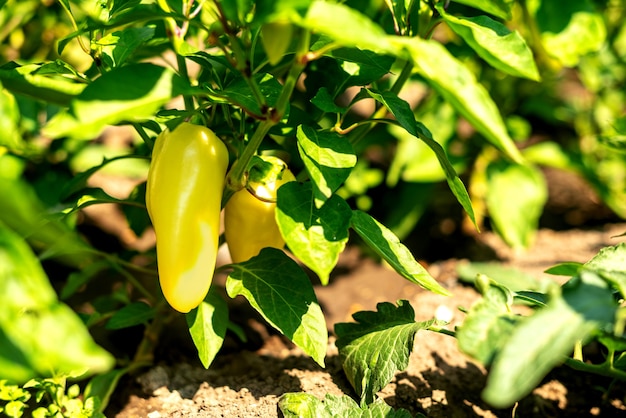 Pimentos verdes claros maduros pendurados em um arbusto no jardim em um dia de verão. conceito de colheita. alimentos e vegetais ecologicamente limpos.