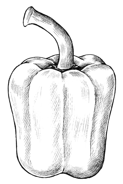 Pimienta de campana fresca dibujada a mano png transparente