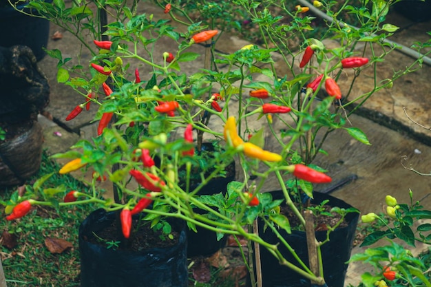 Pimienta de Cayena Capsicum frutescens es una fruta y planta perteneciente al género Capsicum