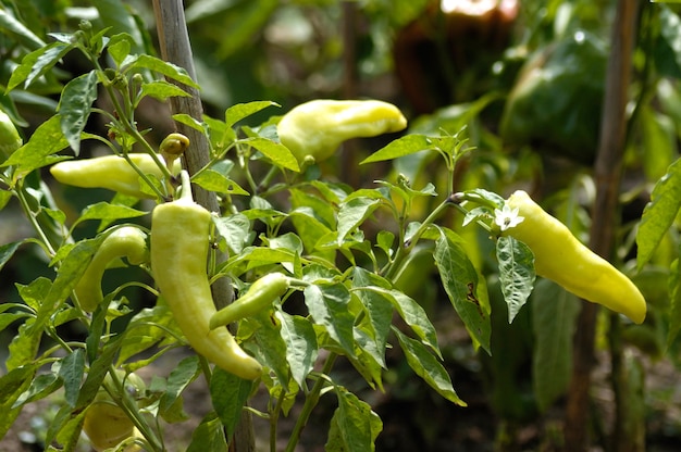 Pimienta Cubanelle En El Jardín