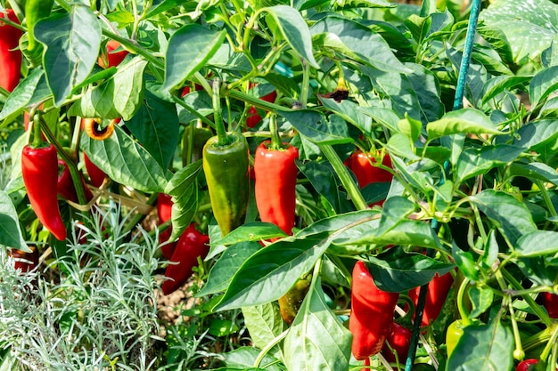 Foto pimienta espelette fresca en la planta bajo el sol de verano