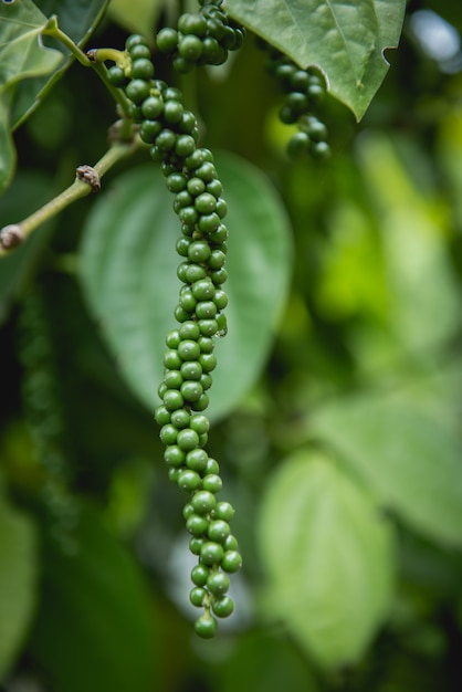 Pimienta fresca, producto de jardín no químico.