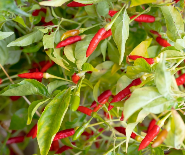 Pimienta de guinea roja y verde.