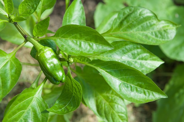 Pimienta madura en una rama