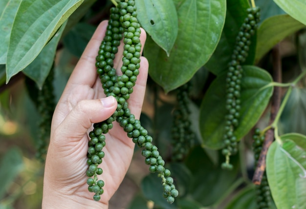 Pimienta negra madura en el árbol, plantación de especies