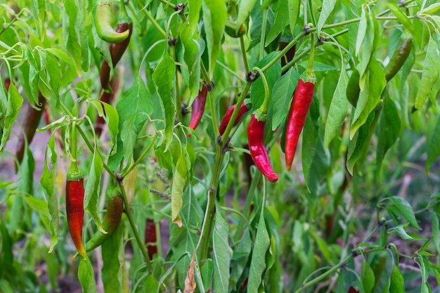 La pimienta picante crece en una rama en el jardín