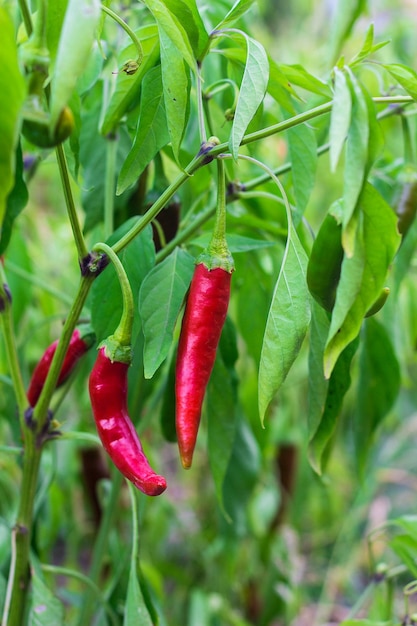 La pimienta picante crece en una rama en el jardín