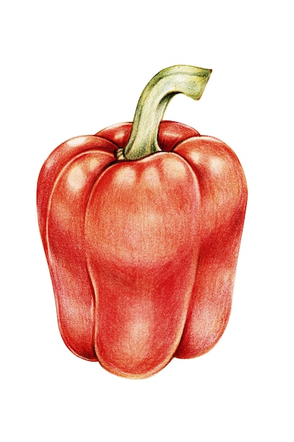 Pimienta de pimienta de verduras frescas con pegatina ilustrada en png