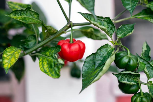 Pimiento aj en su planta verde y maduro natural