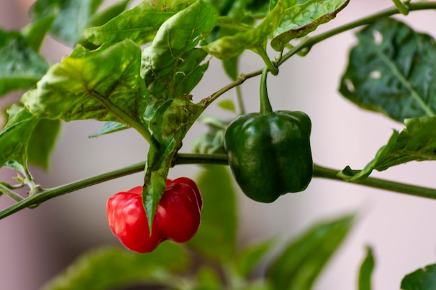 Pimiento aj en su planta verde y maduro natural