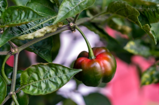 Pimiento aj en su planta verde y maduro natural