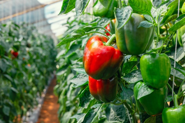 Foto pimiento colgando de un árbol en el jardín