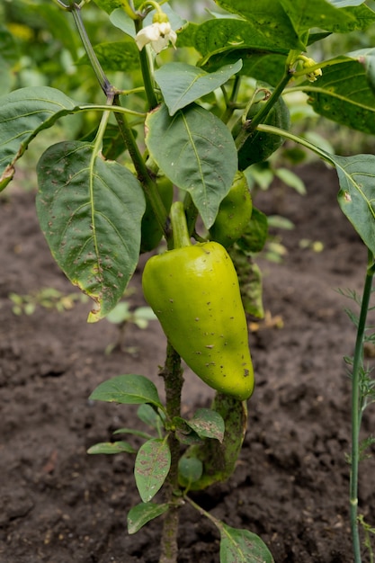 El pimiento crece en el jardín. Pimiento verde.