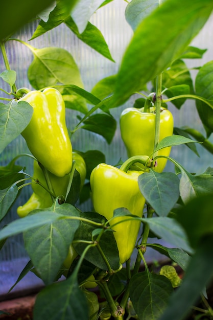 Pimiento orgánico que crece en el jardín