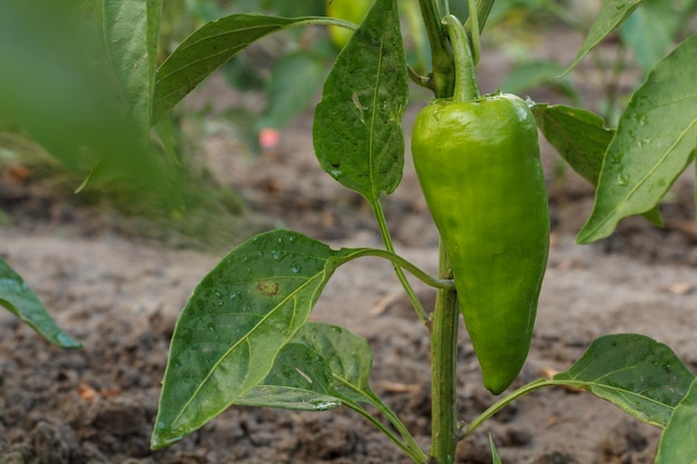 Pimiento que crece en arbustos en el jardín Pimiento búlgaro o dulce