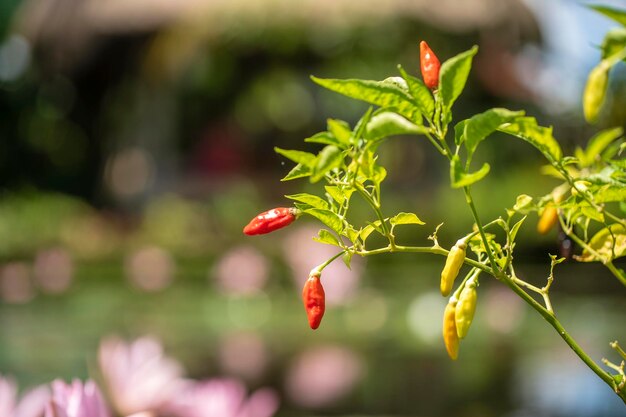 Pimiento rojo en la agricultura de la granja de jardín El chile es fruto de plantas del género Capsicum Fruto de pimiento rojo orgánico en la agricultura de la granja de jardín en un fondo borroso en la mañana Indonesia