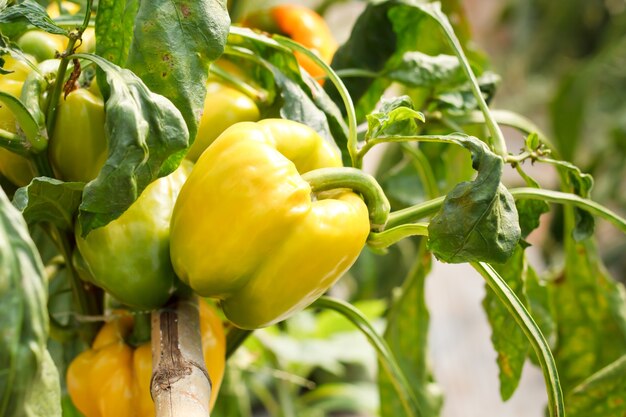 Foto pimiento rojo, cocinar materia prima en la planta.