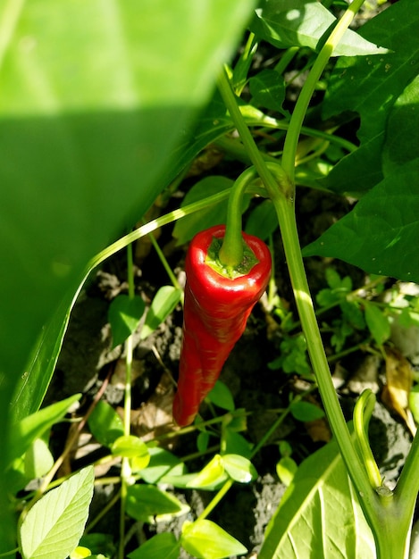 pimiento rojo en el jardín