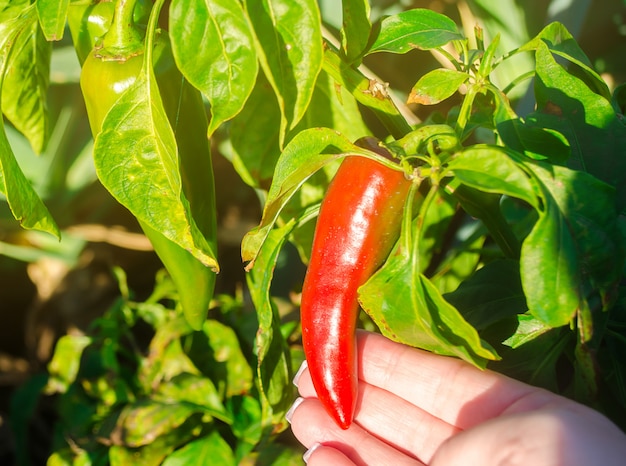 El pimiento rojo picante crece en el campo. Cultivo de hortalizas orgánicas. Productos ecológicos.