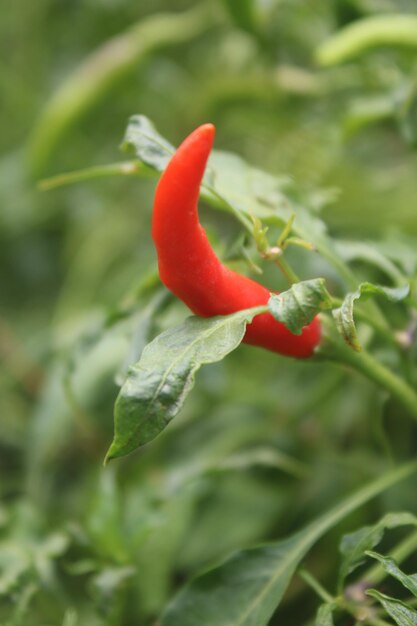 Un pimiento rojo que está en una planta