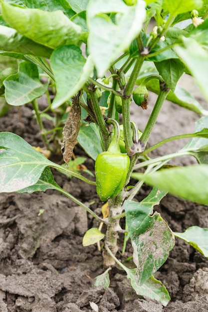 Foto pimiento verde en la cama del jardín