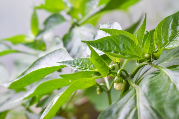 Pimiento verde floreciente en un árbol en un invernadero en el jardín.