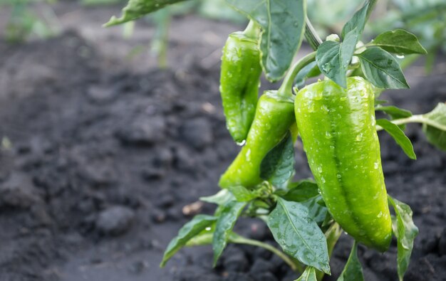 Pimiento verde con gotas de agua