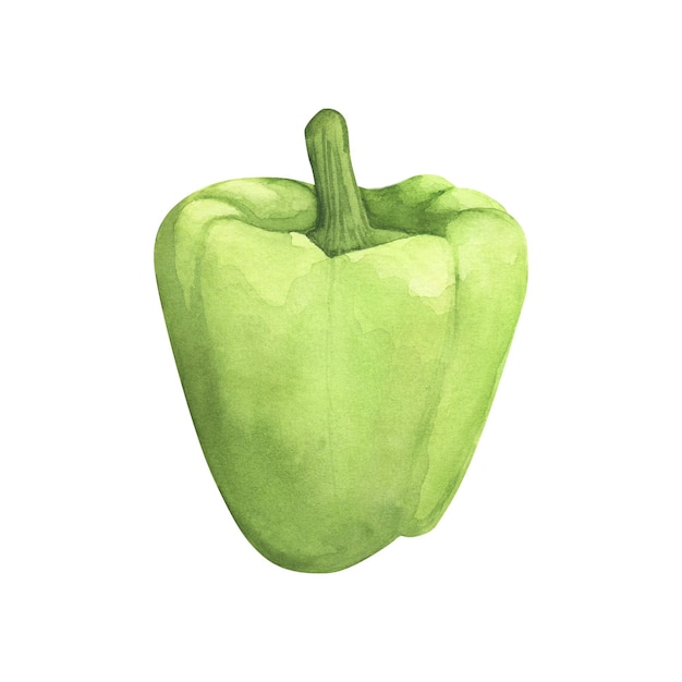 Pimiento verde Ilustración acuarela pimentón vegetal fresco cocina Aislado sobre fondo blanco Arte para el diseño