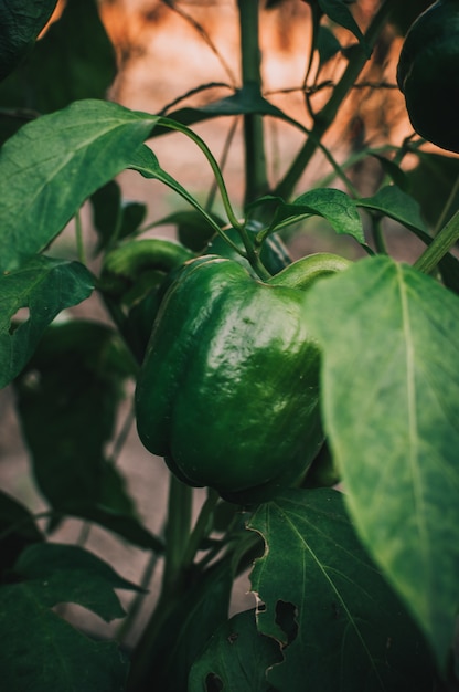 pimiento verde en el jardín