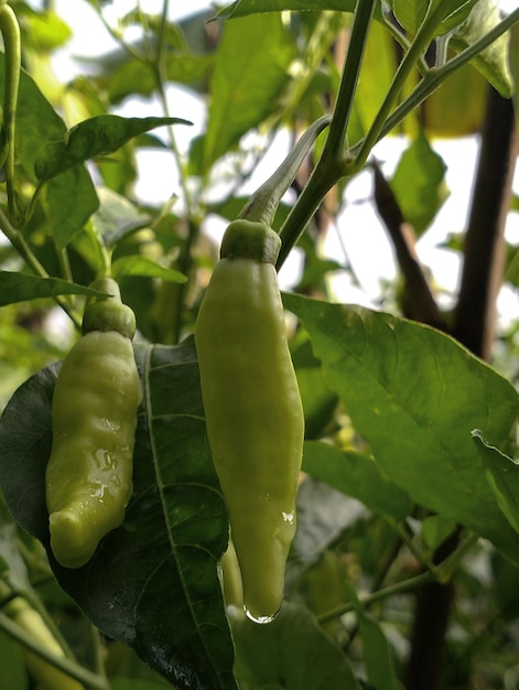 Un pimiento verde en una planta con la palabra chile