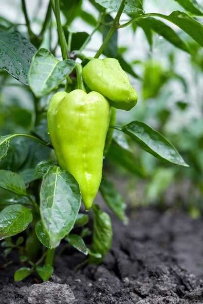 Pimiento verde que crece en un arbusto en un huerto