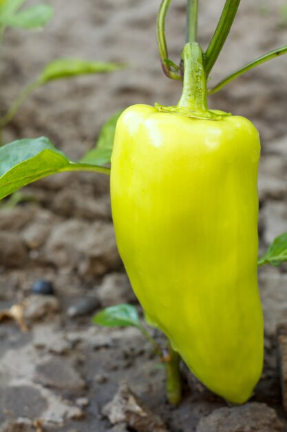 Pimiento verde que crece en arbustos en la cama del jardín.