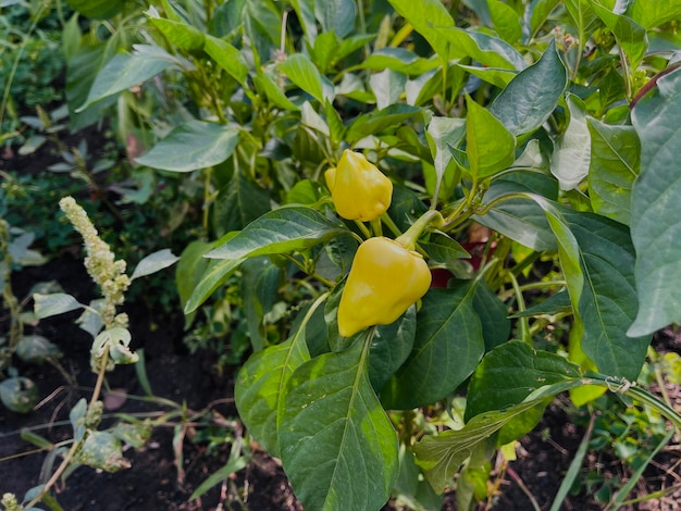 Pimientos amarillos que crecen en camas Las verduras maduran en la rama de la huerta Concepto de agricultura productos orgánicos y estilo de vida ecológico Cerrar