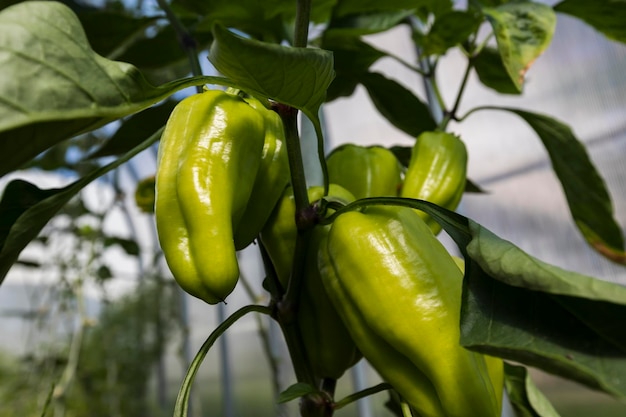 Foto los pimientos cuelgan de una rama en el jardín