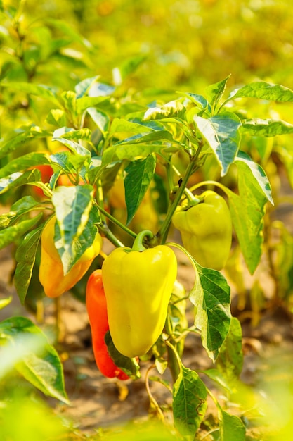 Pimientos fríos Árbol frío Planta fría Pimienta tailandesa Prik