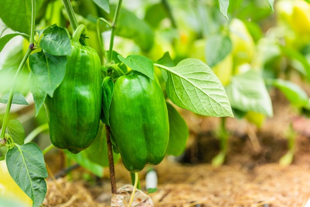 Pimientos en un jardín