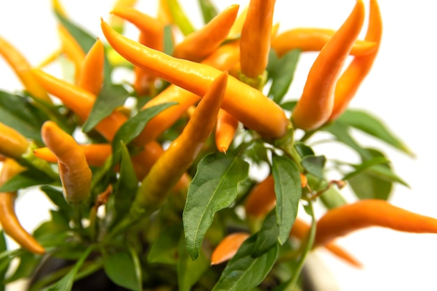 Pimientos naranjas decorativos en una maceta Planta vegetal Closeup