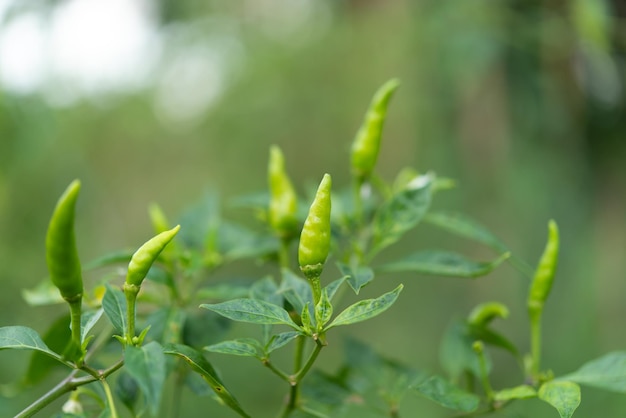 Pimientos picantes o chiles verdes en la granja