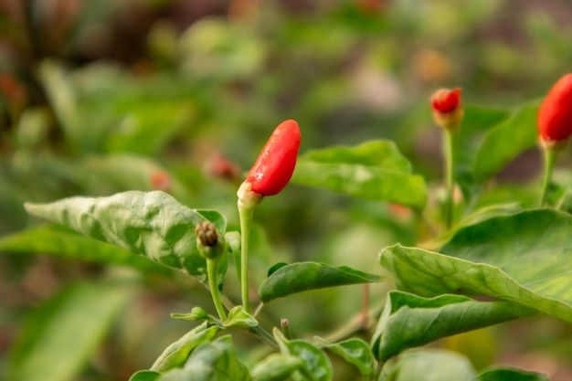 Pimientos picantes rojos en el árbol en el huerto