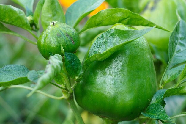 Pimientos que crecen en un arbusto en el jardín planta de pimiento búlgaro o dulce