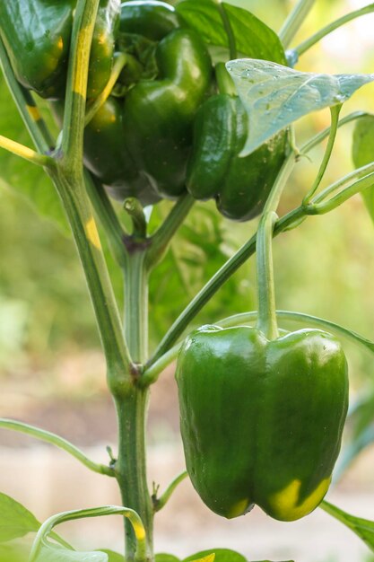 Pimientos que crecen en arbustos en el jardín Pimiento búlgaro o dulce